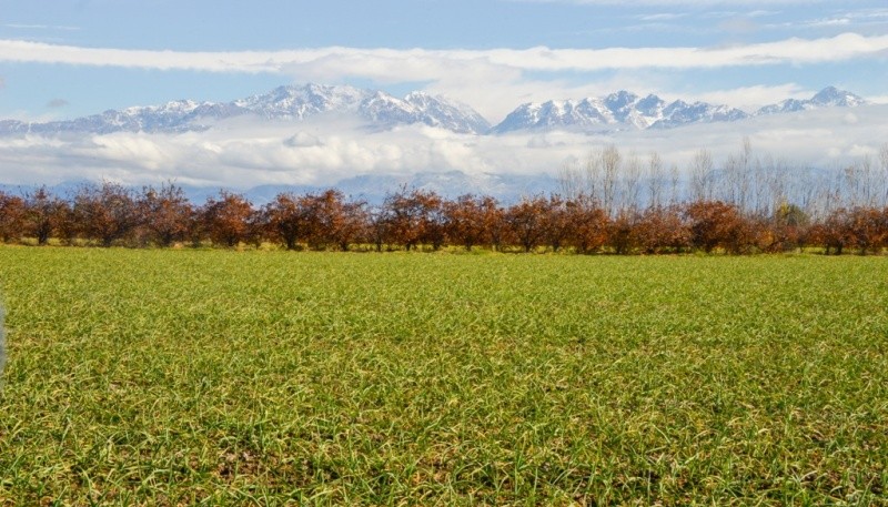 Se Declar La Emergencia Agropecuaria Nacional En La Rioja Mendoza Y Salta