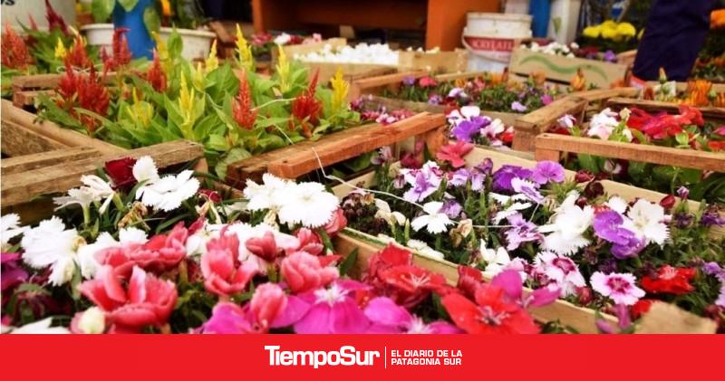 Santa Cruz Hoy Comienza La Entrega De Plantines En El Vivero Municipal