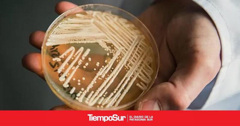 Se Registraron Los Primeros Casos Del Hongo Candida Auris En Argentina