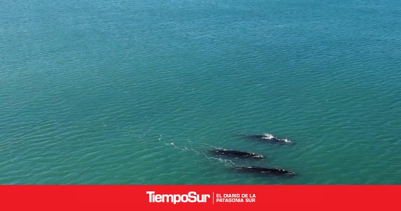 Tres ballenas brindaron un gran espectáculo en Punta Loyola