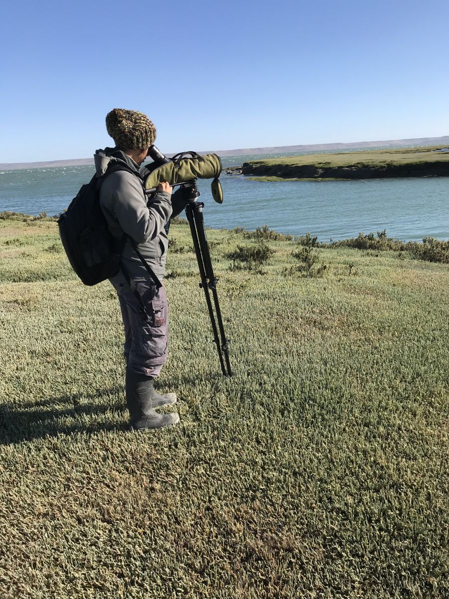 Asociación Ambiente Sur | Chorlito ceniciento: esfuerzos binacionales para  su conservación