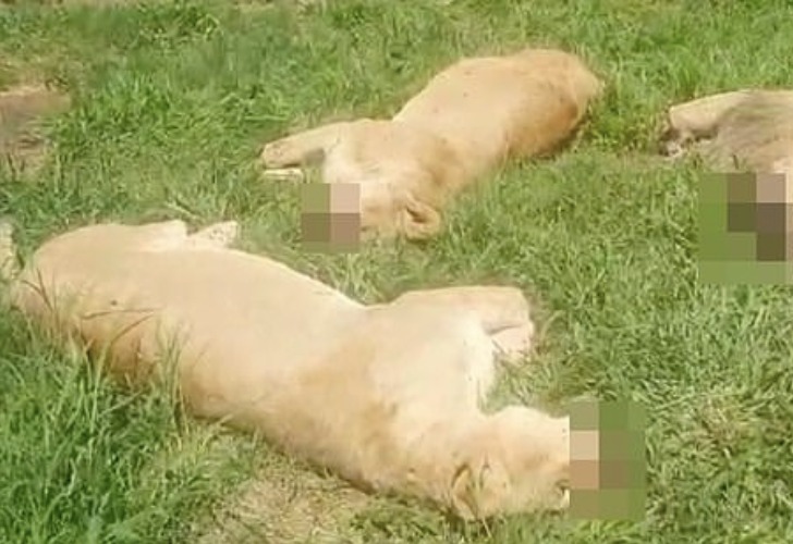 Asesinaron brutalmente a 10 leones para robarles sus hocicos y sus patas