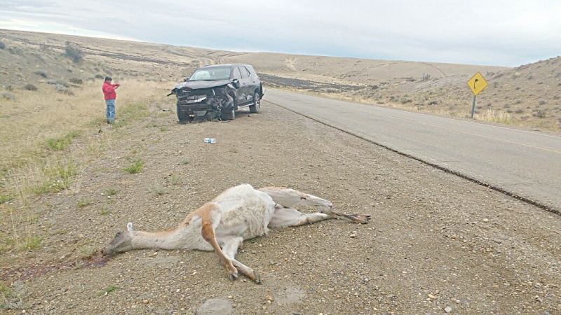 Cinco guanacos muertos. 