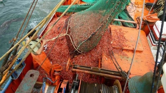 Sin acuerdo en el Plan de Manejo de Langostino