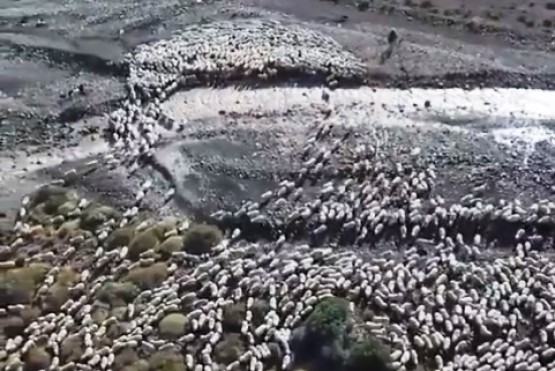 Maravilloso vídeo muestra arreo de ovejas en la precordillera de Santa Cruz