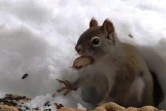 Invasión de ardillas en el conurbano bonaerense