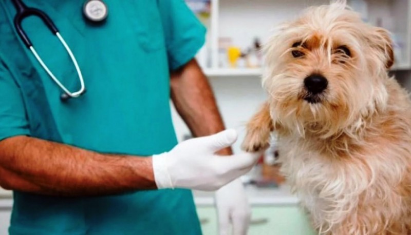 El veterinario es un pilar fundamental para resguardar la salud del animal. 