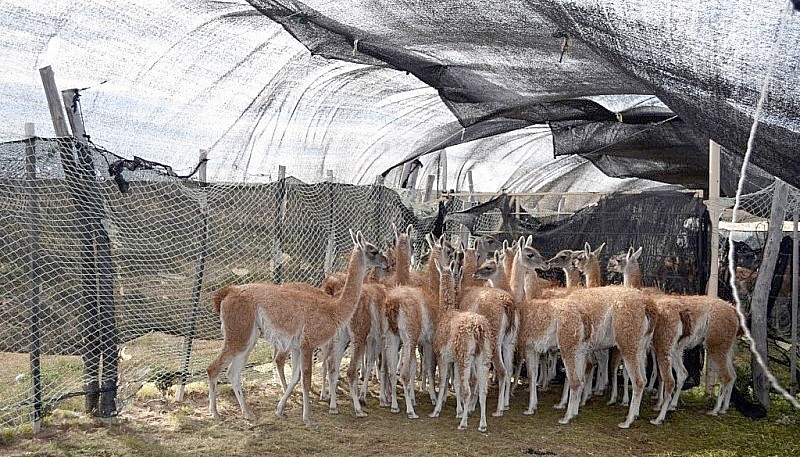 La carne de guanaco va a un mercado de carnes exóticas