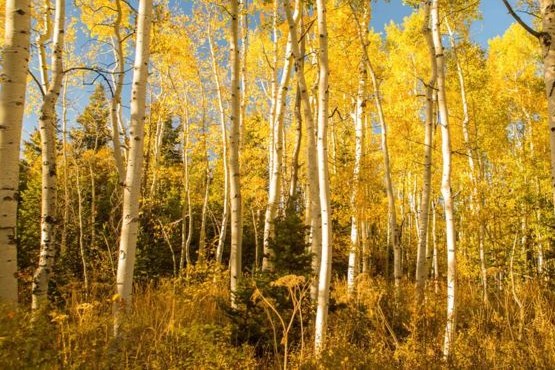 Por qué está muriendo Pando, uno de los seres vivos más grandes del mundo