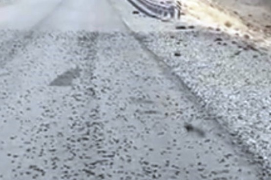 Impresionante plaga de tucuras en la ruta, a 50 km de Gregores