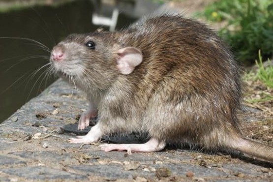 Hay cuatro personas en terapia intensiva por hantavirus