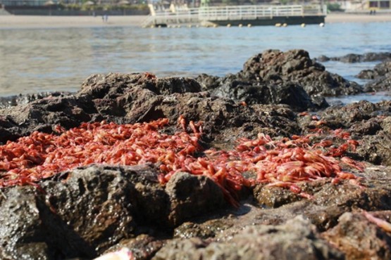 Piden a la comunidad extremar precauciones por presencia de marea roja