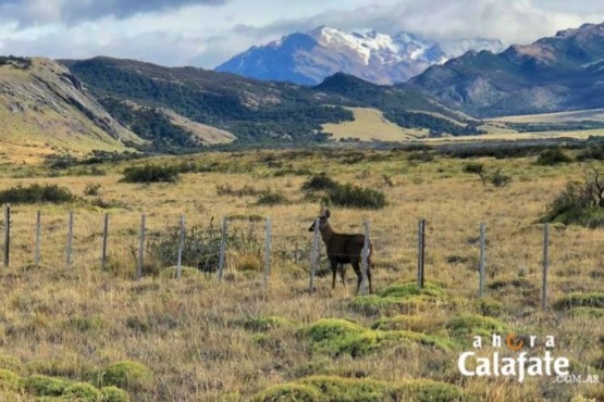 Ya se ven huemules al Este de El Chaltén