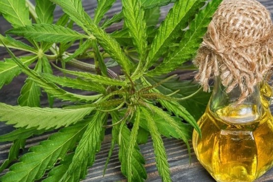 Reglamentaron las condiciones para la producción de aceite de cannabis medicinal