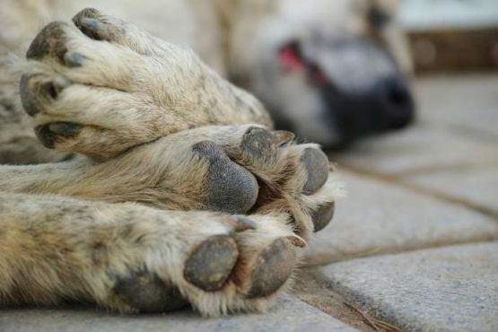 Volvió el envenenamiento masivo de perros