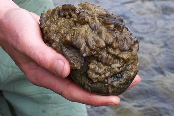 La Didymo llegó al río Santa Cruz