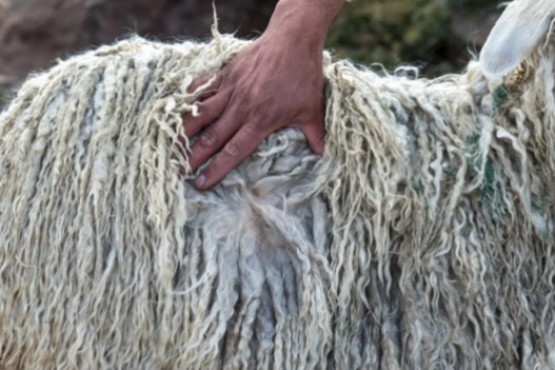 Neuquén, Chubut y Río Negro buscan vender en conjunto lana mohair