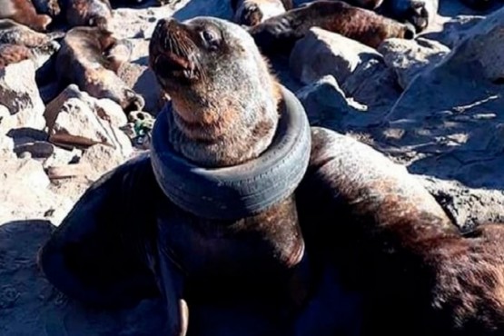 Indignación por un lobo marino con un neumático alrededor del cuello