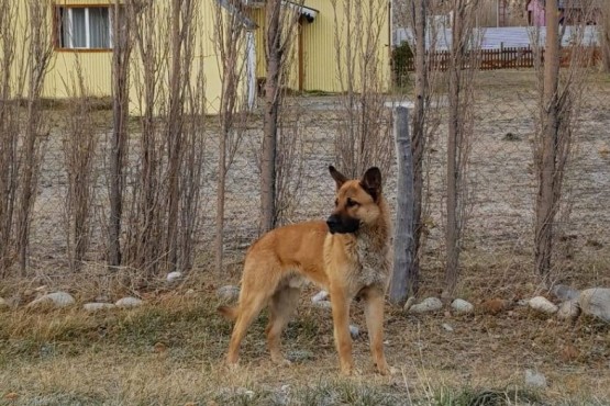 Instalarán un centro de salud animal en El Chaltén