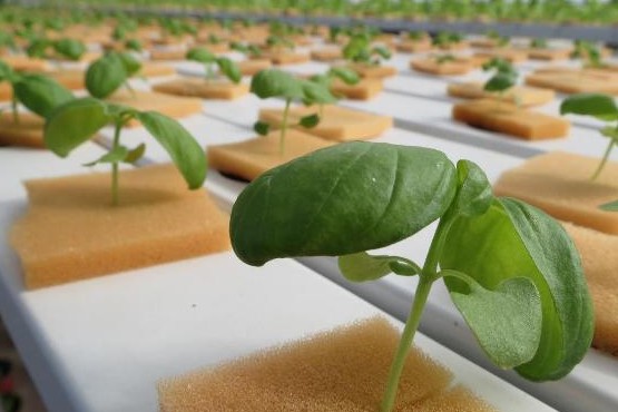 Cultivar en uno de los entornos más inhóspitos de la Tierra