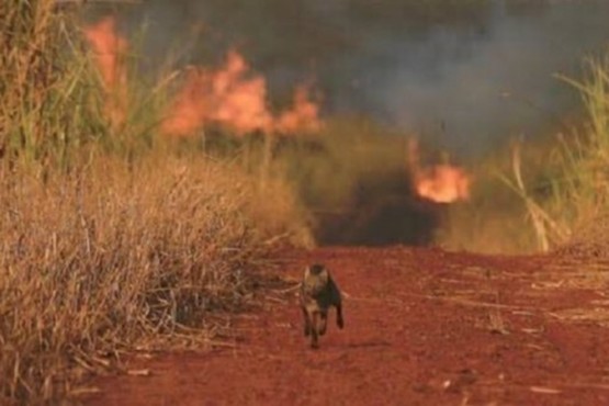 Bolsonaro rechazó la ayuda del G7 para combatir los incendios amazónicos