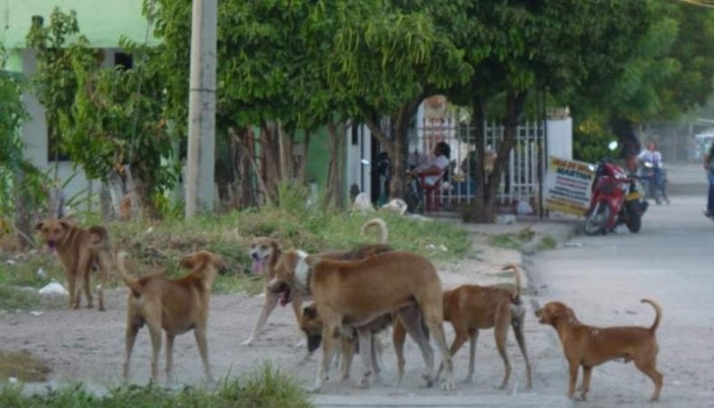 Jauría de perros atacó al pequeño (Foto ilustrativa)