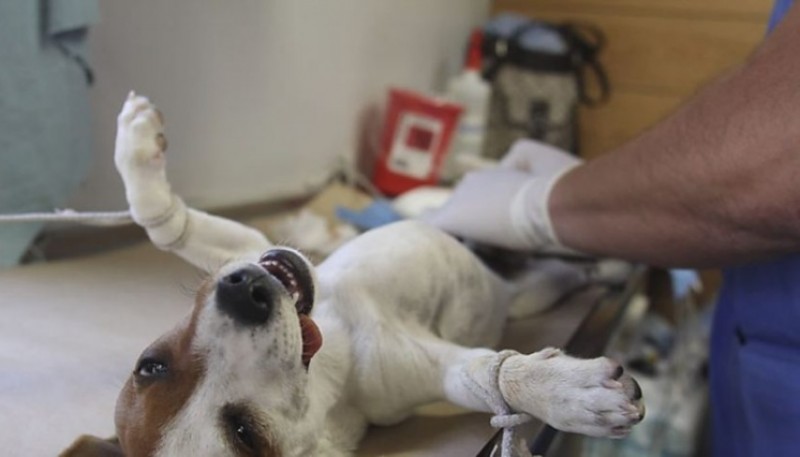 La gente podrá llevar sus mascotas al hospital Municipal de Salud Animal.