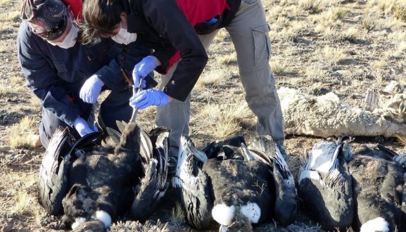 Los animales se encontraban junto a un ovino muerto y restos de un zorro.