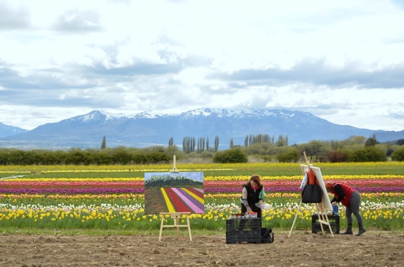 Campo de Tulipanes. 