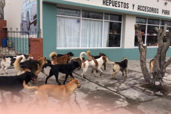 Perros en Río Gallegos (Foto archivo).