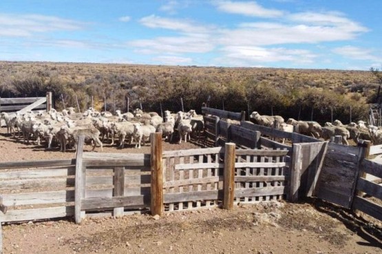 Los animales que fueron recuperados de la estancia de la suboficial. 