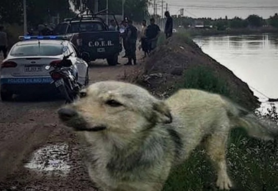 El animal lloró cuatro días en el lugar. (Foto: Gentileza ADN Sur)