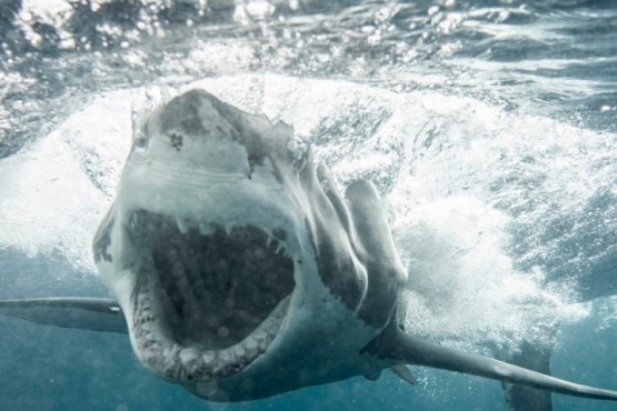 Aumento el índice de ataques de tiburones 