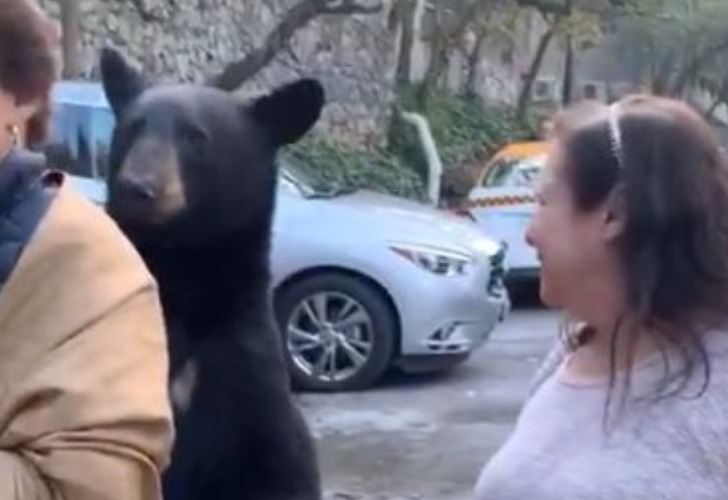 El momento en que el oso se acerca a la mujer. Crédito: captura de pantalla