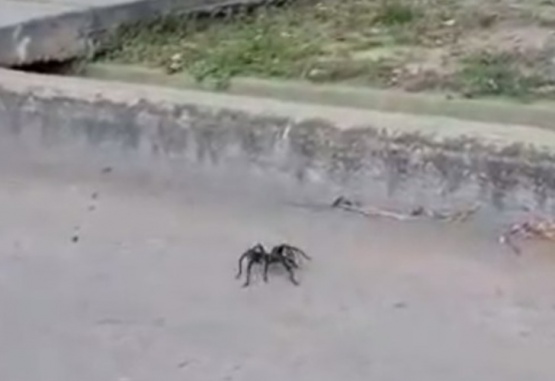 Un hombre filmó una enorme tarántula en plena calle