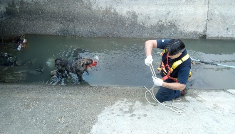 El perro tras ser salvado.