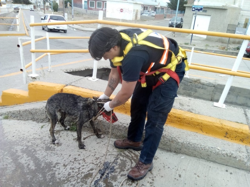 El perro tras ser salvado.