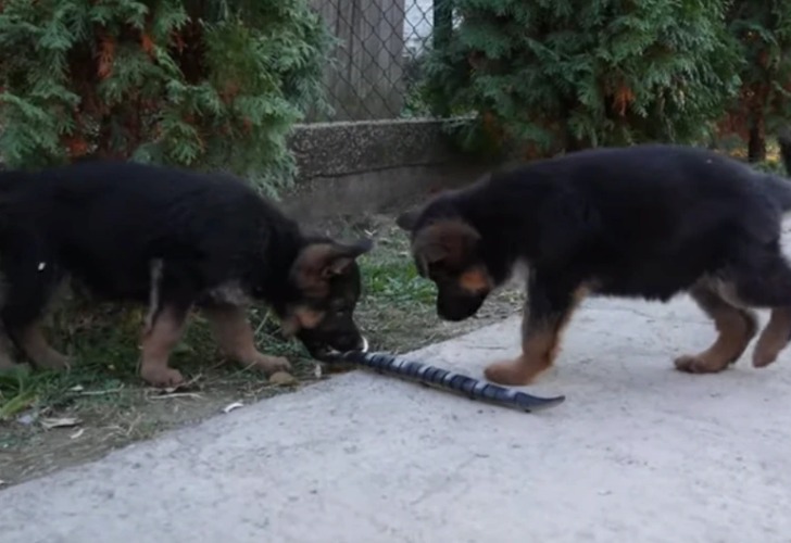 Captura de video del momento en que los perros se topan con la serpiente robot.