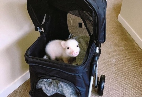 Los 'mini pigs' se convirtieron en furor. Foto: Instagram Mini Pig 