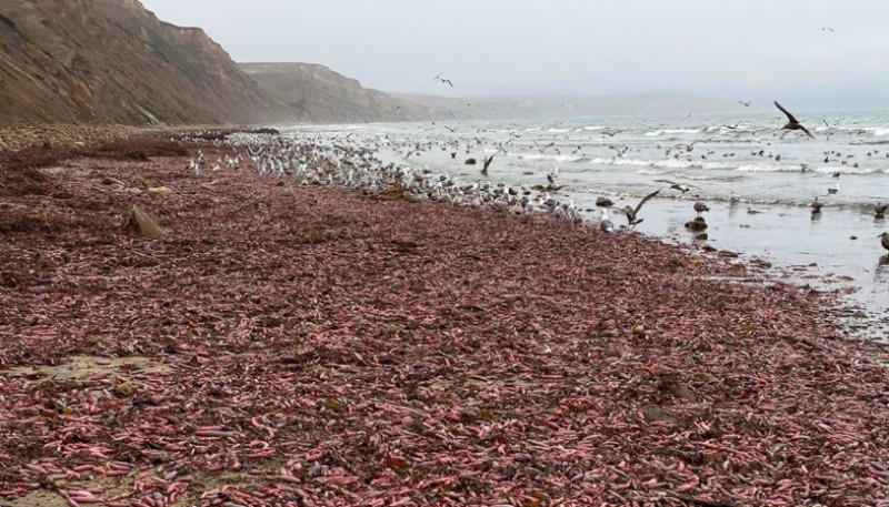 El pez pene en la costa de Californía 