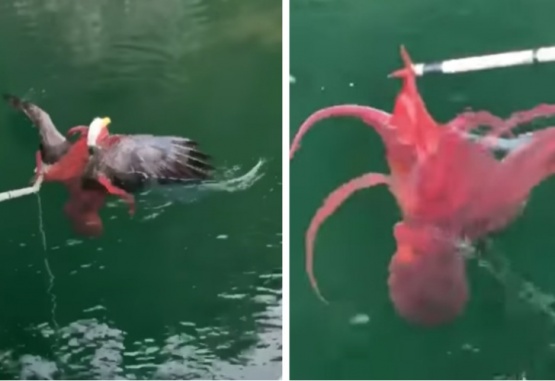 Captura de video del momento en que el águila quiere atrapar al pulpo pero todo salió al revés. 