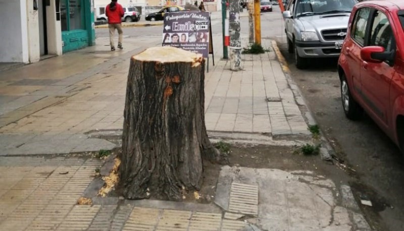 Árbol cortado en Av. Kirchner.