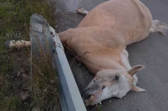 El equino quedó sobre ruta 3.