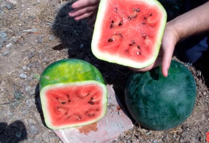 Las sandías cuadradas. Foto: Captura de video