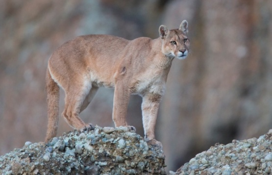 Puma en la Patagonia.