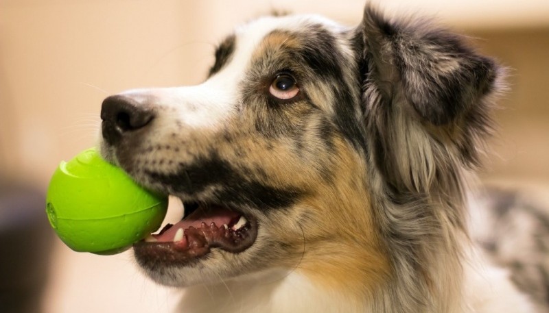 Perro con la pelota (foto ilustrativa).