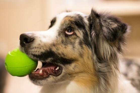 Perro con la pelota (foto ilustrativa).