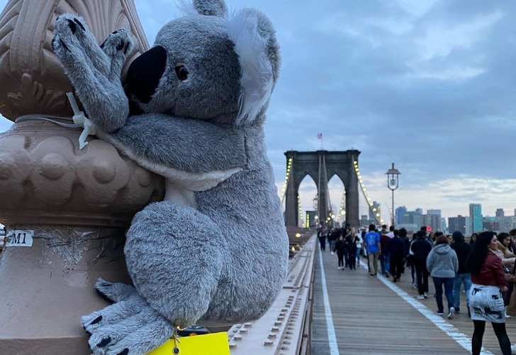 Un Koala de peluche en el puente de Brooklyn. Foto: Redes Sociales