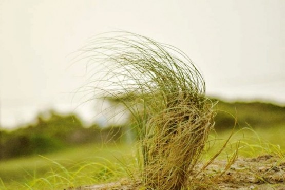 Pasto azotado por el viento.