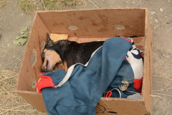 Uno de los perros envenenados en la zona céntrica de Río Gallegos. 